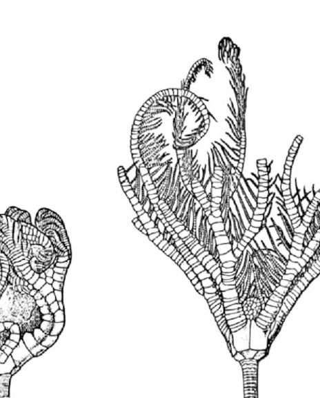 24 Illustratie Zeelelie 1600X550