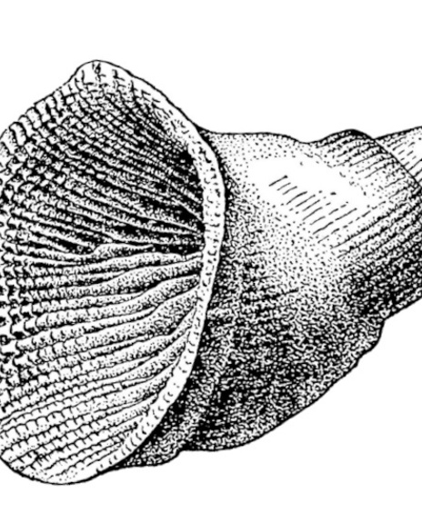 14 Illustratie Zaphrentis 1600X550