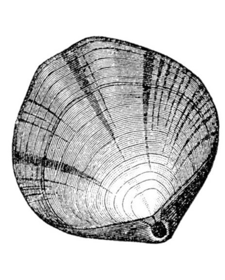 01 Illustratie Brachiopode 1600X550
