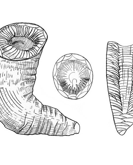 17 Illustratie Siphonophyllia 1600X550.Jpg