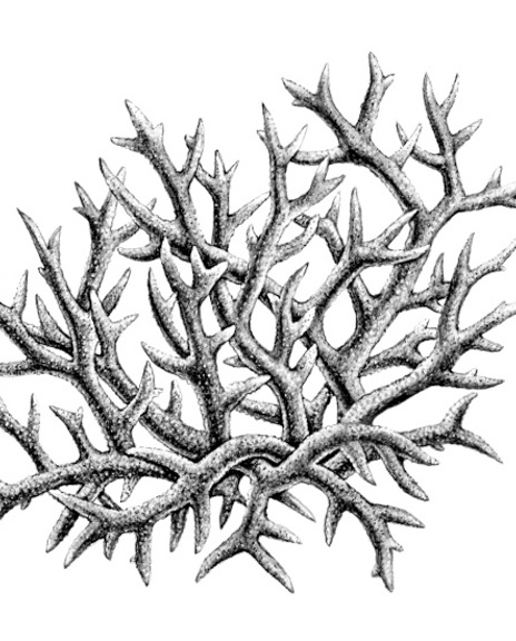 06 Illustratie Koraal 1600X550
