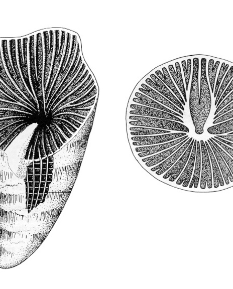 10 Illustratie Zaphrentis 1600X550