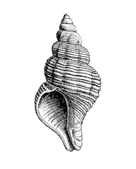 11 Illustratie Slakkenhuis 1600X550