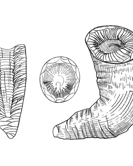20 Illustratie Siphonophyllia 1600X550