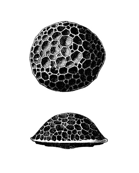 16 Illustratie Michelinia 1600X550